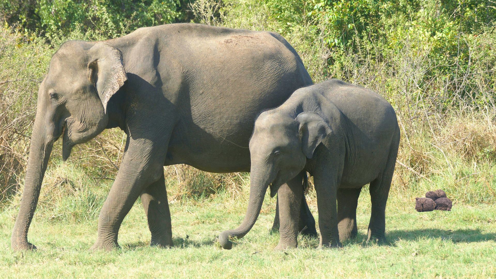 DNA from dung outperforms traditional methods of counting Asian Elephants